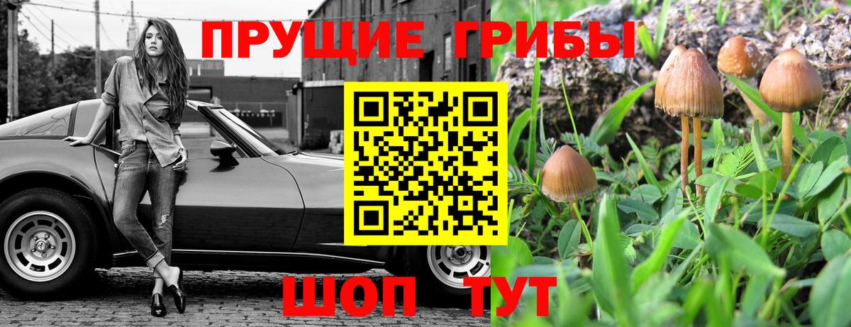 как найти наркотики  Галлюциногенные грибы ЛСД  Вход с VPN  Великий Новгород  Галлюциногенные грибы GOLDEN TEACHER 
